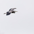Grey Heron in Flight - 6d4571
