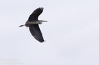 Grey Heron in Flight - 6d4576