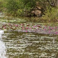 Water Lilies Flowering - 6d14545