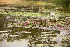 Water lilies - 6d4620
