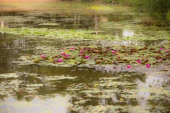 Water Lilies Reduced Clarity - 6d4620