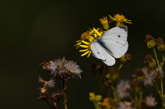 Small White Butterfly - 6d4631