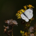 Small White Butterfly - 6d4631