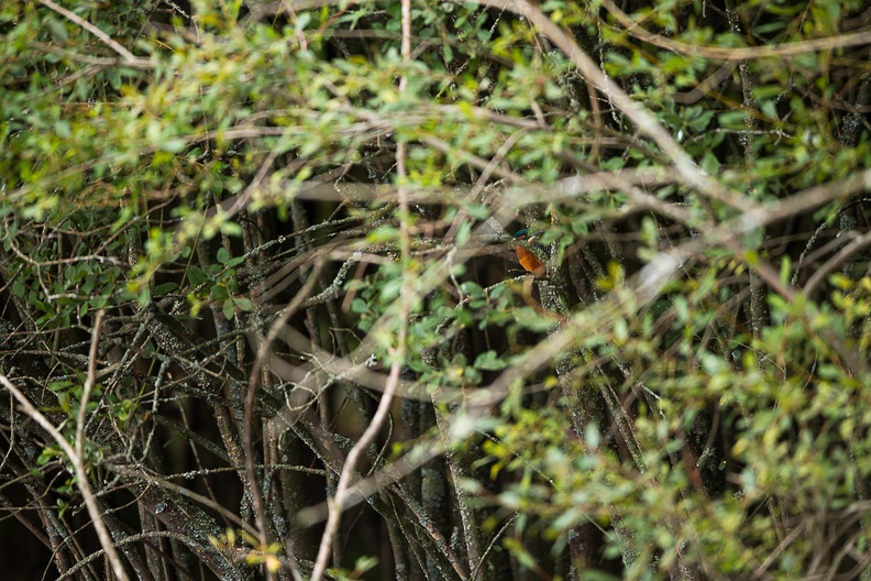 kingfisher-s150-600-g-6d4664.jpg