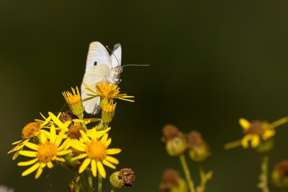 Small White Butterfly - 6d4634
