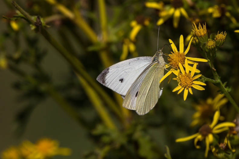 Small White Butterfly - 600-6d4638