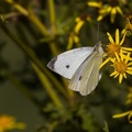 Small White Butterfly - 600-6d4638