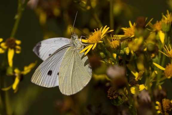 Small White Butterfly -c6d4628