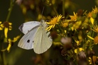 Small White Butterfly -c6d4628