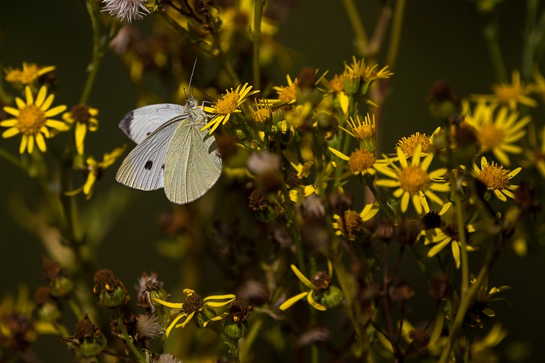 Small White Butterfly - 6d4628