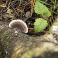 Turkeytail Fungus - 6d04780