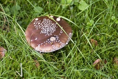 Blusher Mushroom - 6d04830