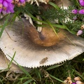 mushroom-sp35-80-cg-6d04838.jpg