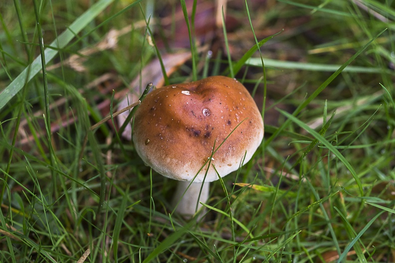 mushroom-sp35-80-g-6d4778.jpg
