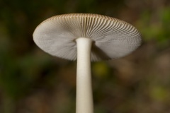Tawny Grisette Mushroom - 6d04793