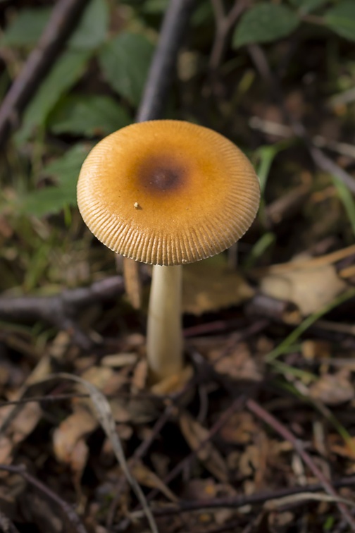 Tawny Grisette Mushroom - 6d04784