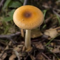 mushroom-sp35-80-g-6d04784.jpg