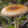 Tawny Grisette Mushroom - 6d04788
