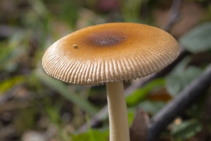 Tawny Grisette Mushroom - 6d04788