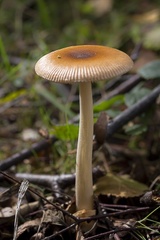 Tawny Grisette Mushroom - 6d04790