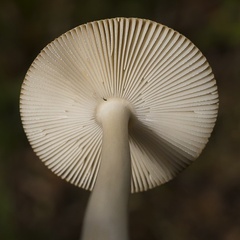 Tawny Grisette Mushroom Gills - 6d04791