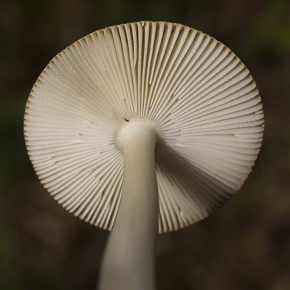 mushroom-sp35-80-g-6d04791.jpg