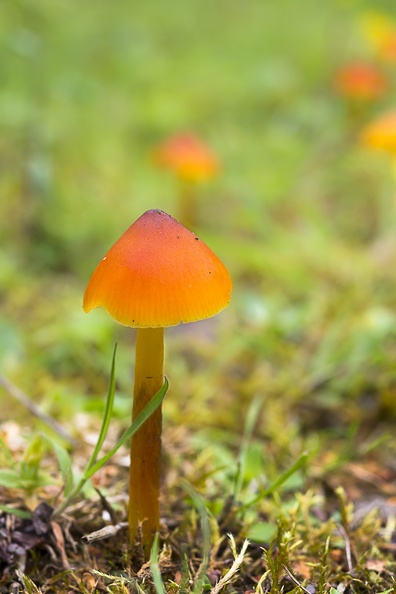mushroom-sp35-80-g-6d04475.jpg