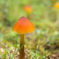 Waxcap mushroom - 6d04475