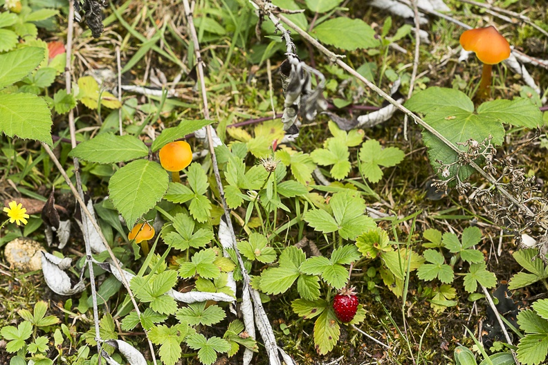 Wild Strawberry and Waxcap Mushrooms - 6d4484
