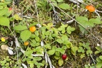 Wild Strawberry and Waxcap Mushrooms - 6d4484