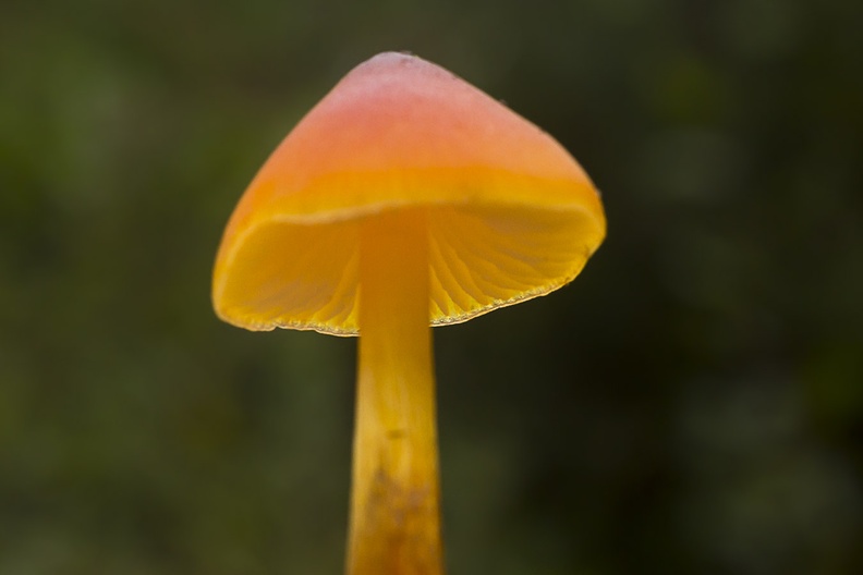 mushroom-sp35-80-g-6d04482.jpg