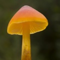 Waxcap Mushroom - 6d04482