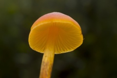 Waxcap Mushroom - 6d04480