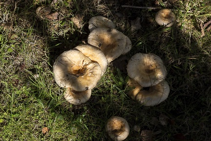 Woolly Milkcap Mushrooms - 6d05132