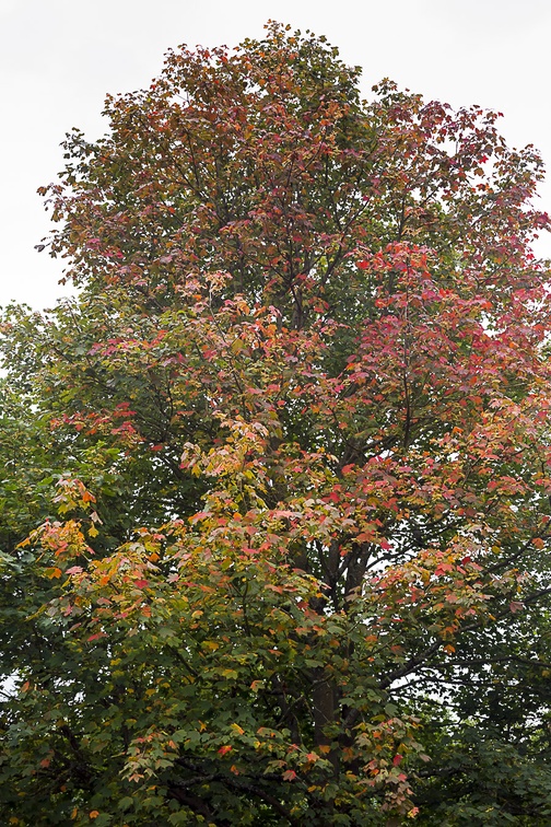 Field Maple Tree - 6d05433