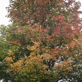 Field Maple Tree - 6d05433