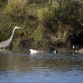 Heron with Geese - 6d4968