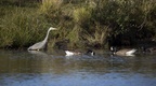 Heron with Geese - 6d4968