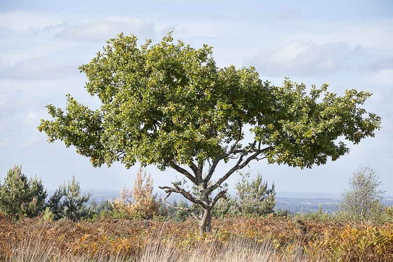 oak-tree-s150-600-g-6d5028.jpg