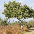 Heathland Oak Tree - 6d5030