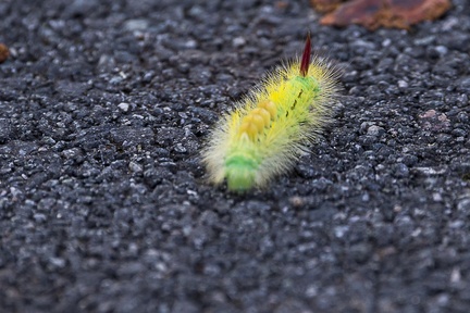 Pale Tussock Caterpillar - 6d5044