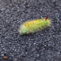 moth-caterpillar-s150-600-g-6d5047.jpg