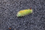 Pale Tussock Caterpillar - 6d5047