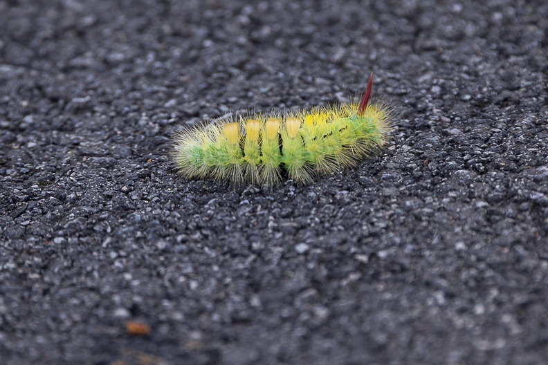 Pale Tussock Caterpillar - 6d5049