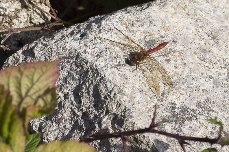 Autumn Dragonfly - pk118209