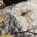 dragonfly-g-pk118209.jpg
