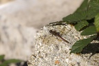 Common Darter Dragonfly - 6d5063