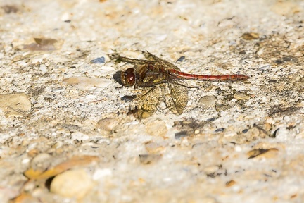Common Darter Dragonfly - 6d5071