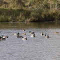 Raft of Ducks - 6d5111