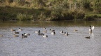 Raft of Ducks - 6d5111